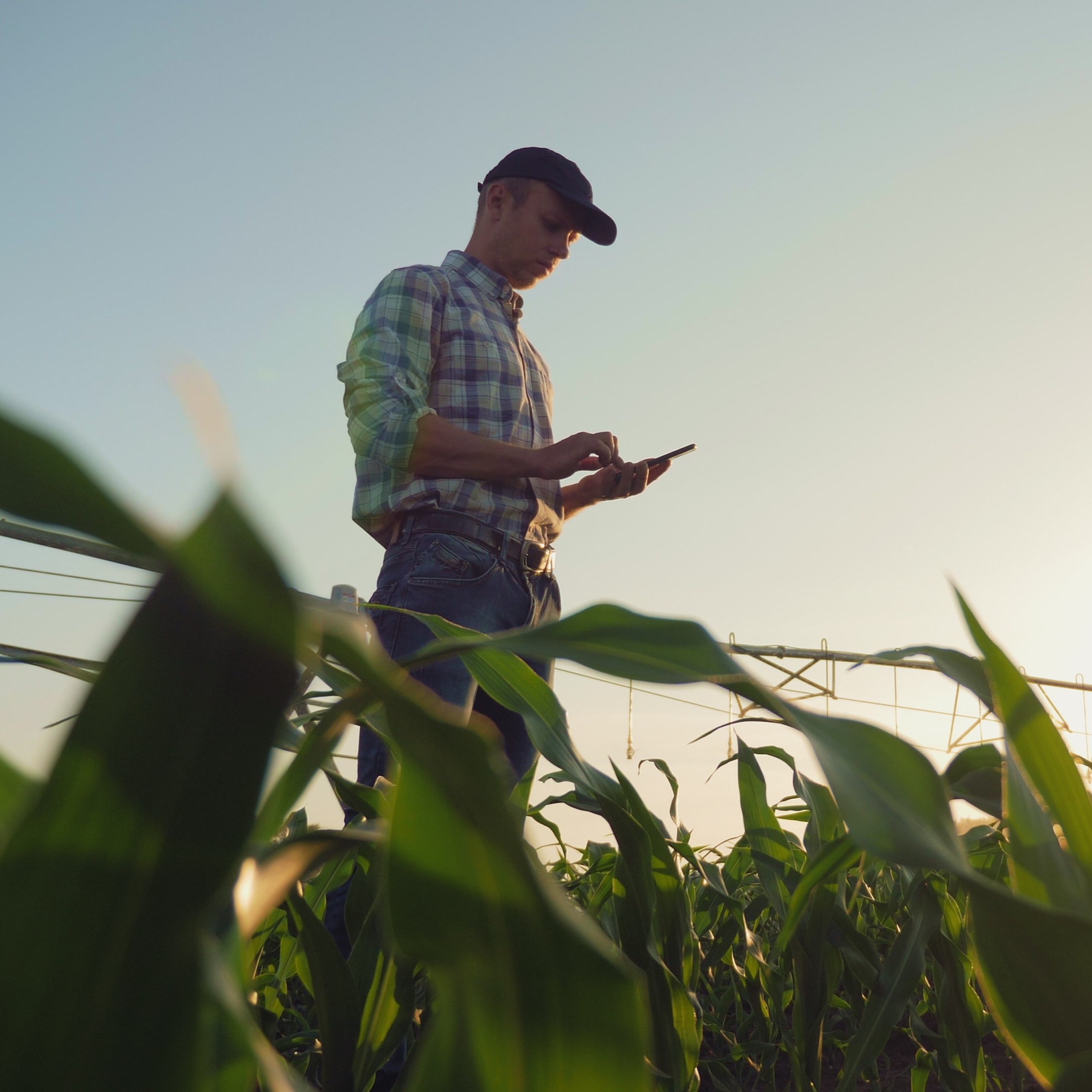 A man using a tablet while standing in a corn field at sunrise