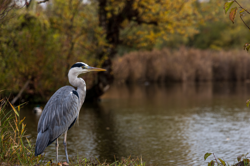 Great blue heron perched on the bank of a body of water.