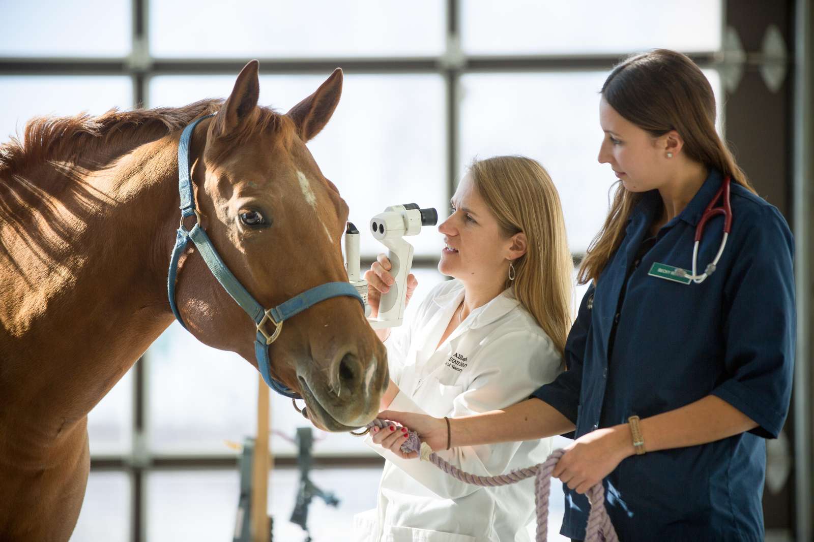 Vet and veterinary medicine student working with a horse