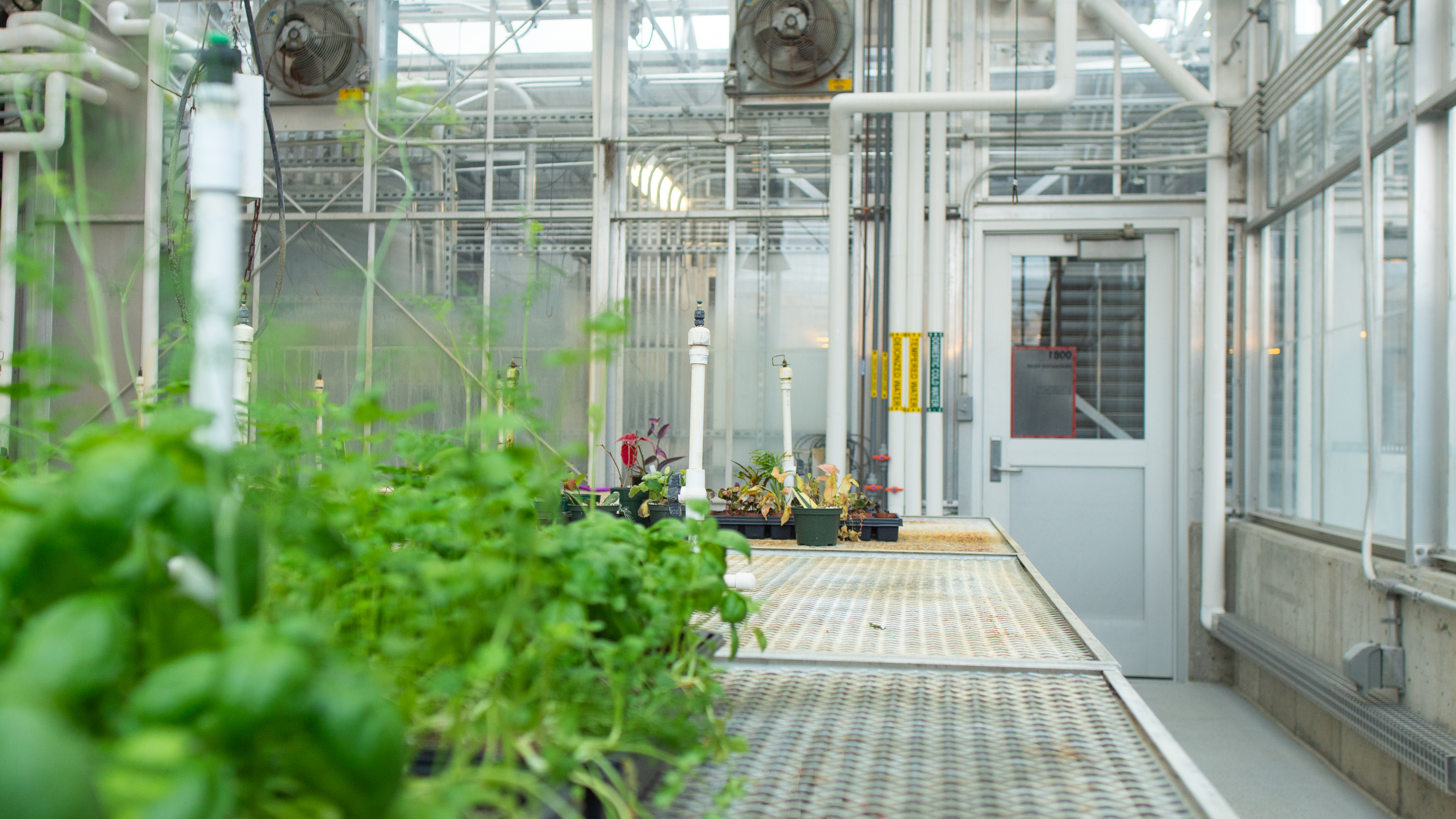 Photo of plants in a greenhouse on campus.