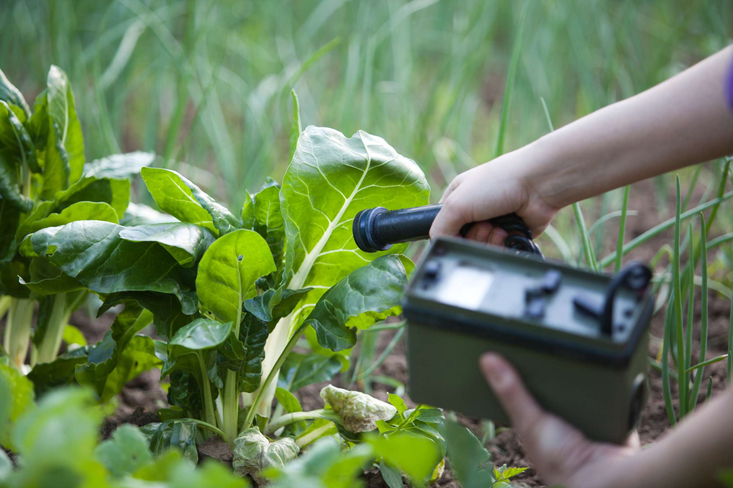 Person uses gauge to measure radiation levels of a vegetable 