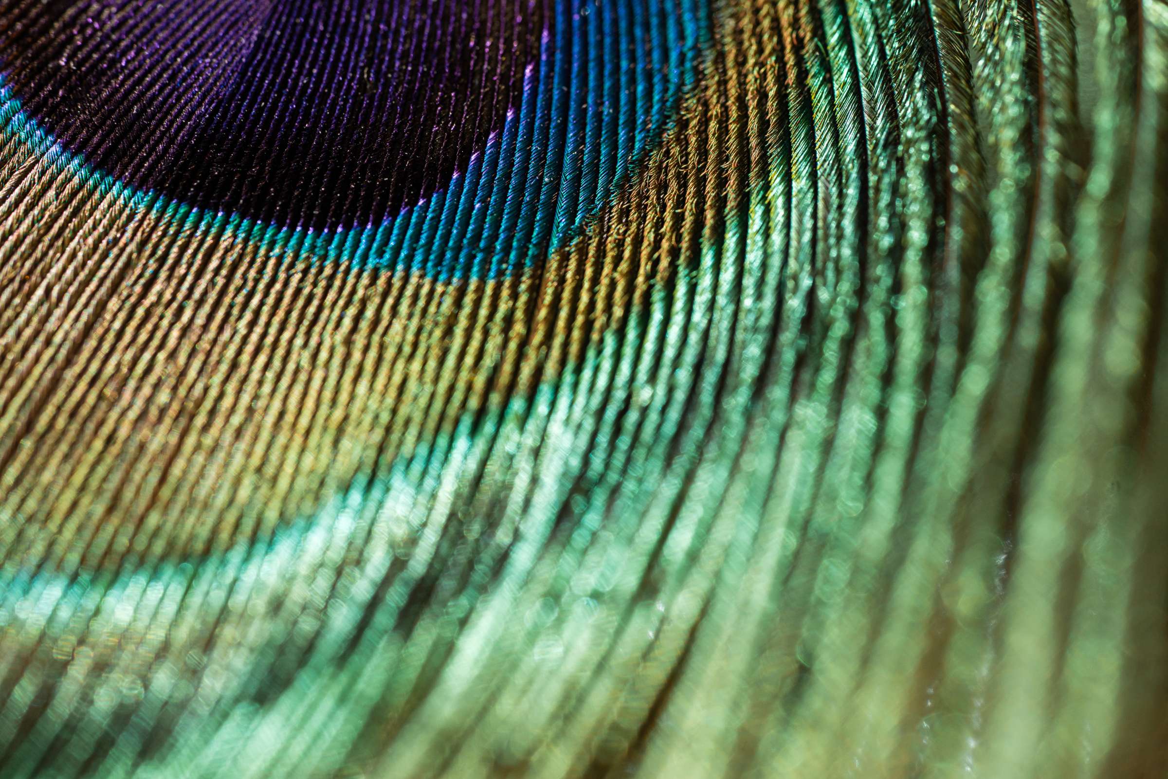 A close-up photograph of a peacock feather