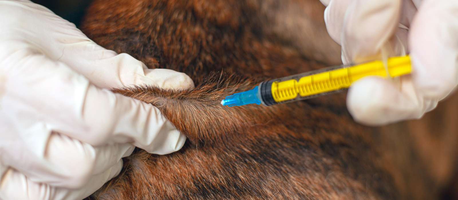 Person wearing gloves gives an animal an injection